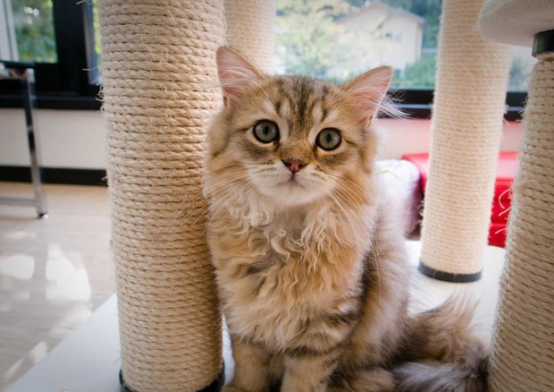 Terremoto: come aiutare gli animali domestici ad affrontarlo