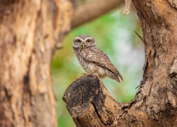 Il canto della Civetta “hu-u-ou” L’interpretazione dei versi
