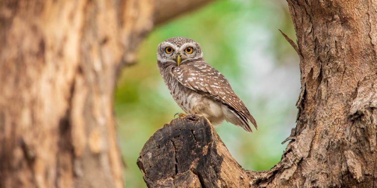 Il canto della Civetta “hu-u-ou” L’interpretazione dei versi