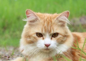 Suggerimenti per la toelettatura dei gatti a pelo lungo