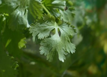 Tornare in forma con i rimedi della nonna