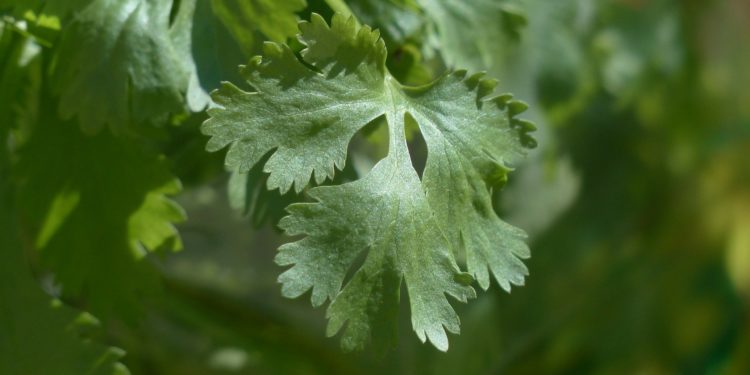 Tornare in forma con i rimedi della nonna