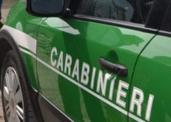 Ambiente: CC Forestali sequestrano pellet contaminato