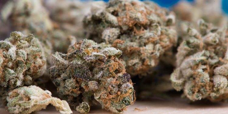 Come acquistare canapa legale online a scanso di equivoci