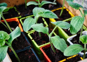 Come creare l’orto casalingo
