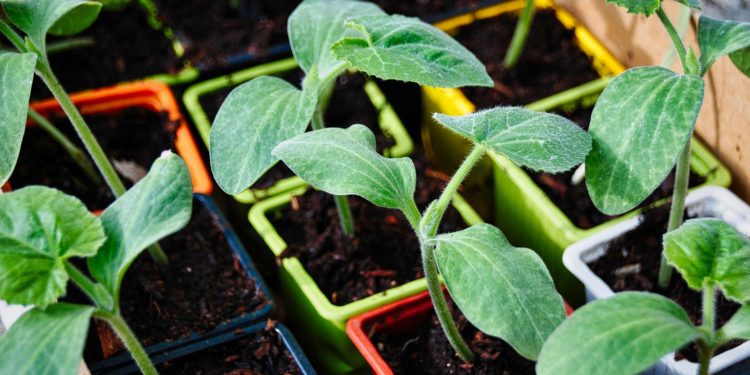 Come creare l’orto casalingo