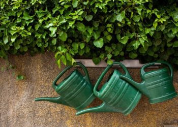 Passione giardinaggio: sai come sviluppare ancora meglio il tuo pollice verde?