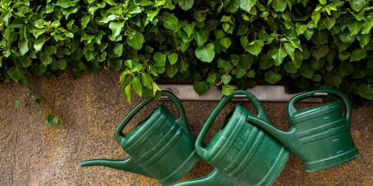 Passione giardinaggio: sai come sviluppare ancora meglio il tuo pollice verde?
