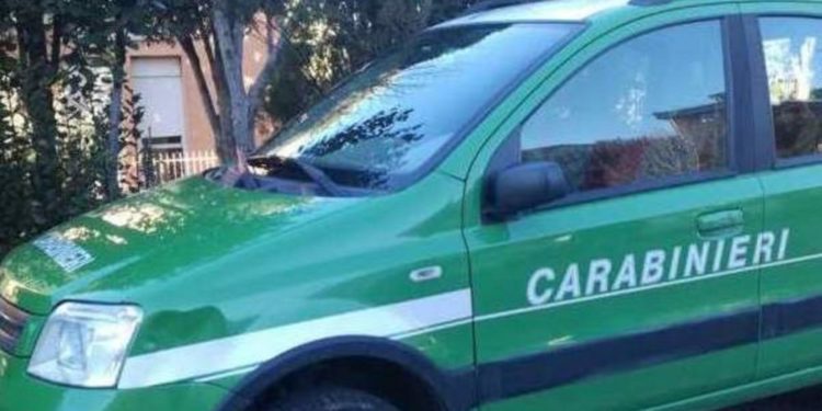 Sequestrato mattatoio avicolo