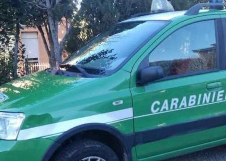 Sequestrato mattatoio avicolo