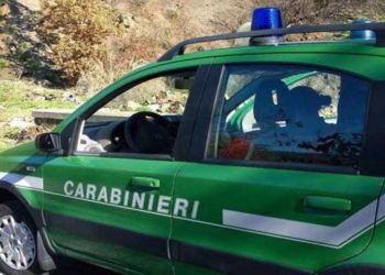 Ambiente: controlli dei CC Forestali in Campania