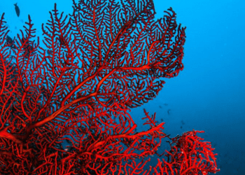 Arte del corallo, protocollo d’intesa per la formazione