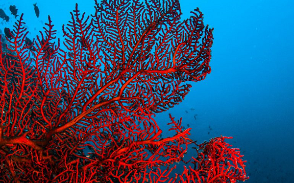 Arte del corallo, protocollo d’intesa per la formazione