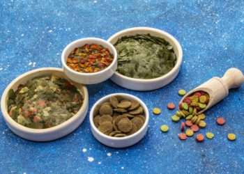 Dimagrire con l’alga spirulina