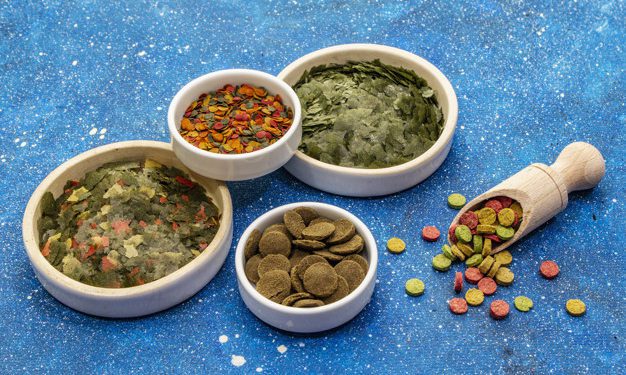 Dimagrire con l’alga spirulina