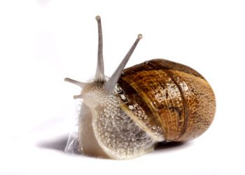 La bava di lumaca nei trattamenti di bellezza