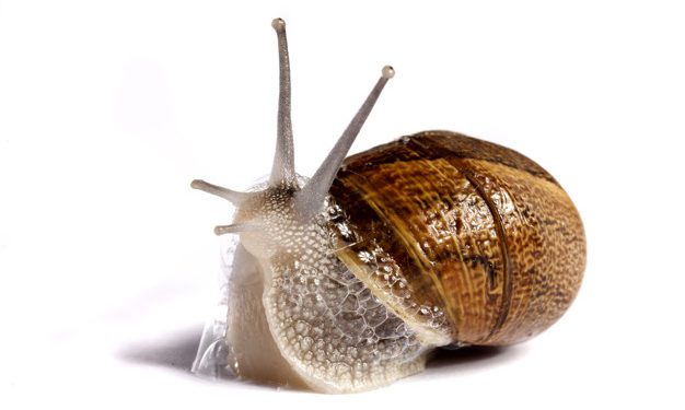 La bava di lumaca nei trattamenti di bellezza