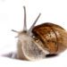 La bava di lumaca nei trattamenti di bellezza