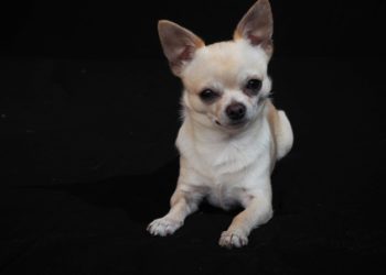 7 motivi per cui decidere di adottare un cane di piccola taglia