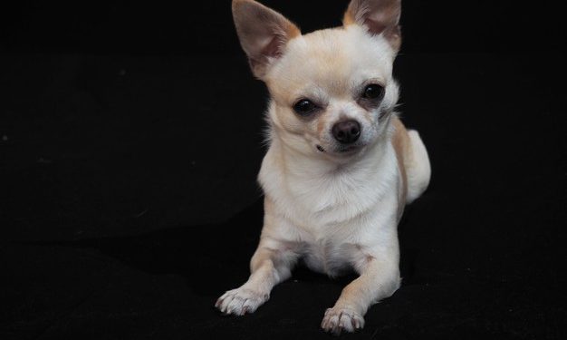 7 motivi per cui decidere di adottare un cane di piccola taglia