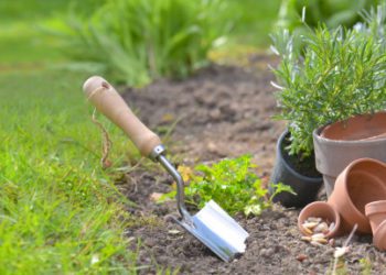 Il lockdown di marzo ha spinto gli italiani verso il giardinaggio: lo rivela Google