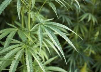 Cannabis Light – è tutto oro verde quel che luccica?