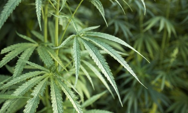 Cannabis Light – è tutto oro verde quel che luccica?