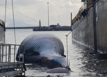 Recupero della balena rinvenuta a Sorrento