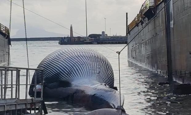 Recupero della balena rinvenuta a Sorrento