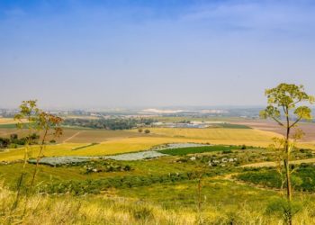 Nuove piante per mitigare il cambiamento climatico