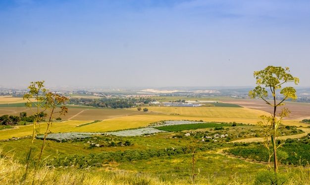 Nuove piante per mitigare il cambiamento climatico