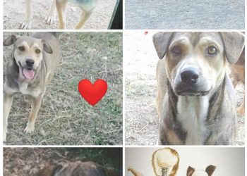 Il Comune di Montemiletto si costituisce parte civile contro il maltrattamento del cane ucciso nel 2019
