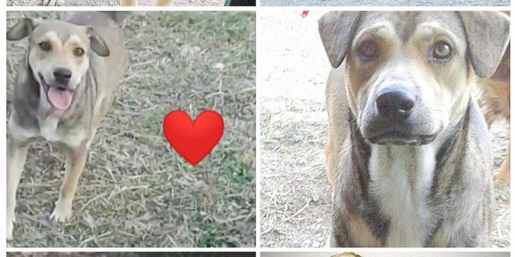 Il Comune di Montemiletto si costituisce parte civile contro il maltrattamento del cane ucciso nel 2019