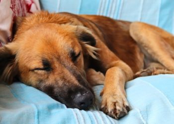 Napoli: “La Collina di Argo” – Centro comunale di accoglienza per cani