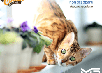 I segreti della rivettatura