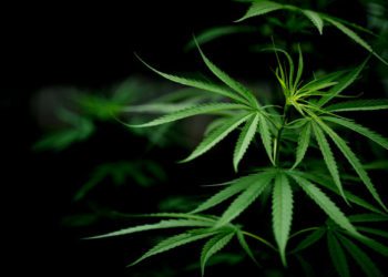 I negozi di marijuana online, cosa sono e quali servizi offrono