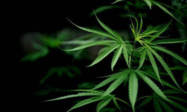 I negozi di marijuana online, cosa sono e quali servizi offrono