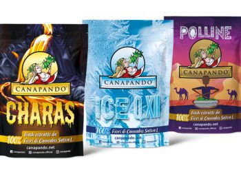 CBD Hash: cosa è l’hashish legale e come viene prodotto