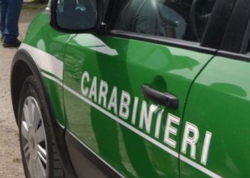Monteforte Irpino (AV) Controlli da parte dei Carabinieri del Gruppo Forestale di Avellino: denunciate 10 persone