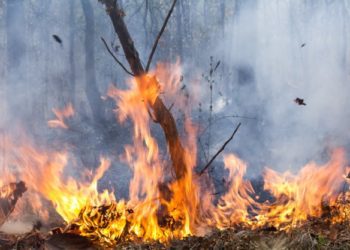 Protezione civile Campania: Approvato piano antincendio boschivo 2021-2023