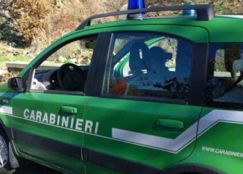 Ambiente: controlli dei CC Forestali ad Avellino