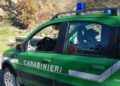 Bagnoli Irpino (AV) Poiana ferita, salvata dai Carabinieri Forestali