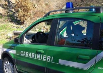 Bagnoli Irpino (AV) Poiana ferita, salvata dai Carabinieri Forestali