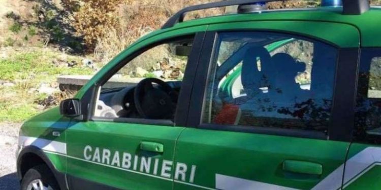 Bagnoli Irpino (AV) Poiana ferita, salvata dai Carabinieri Forestali