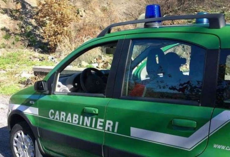 Bagnoli Irpino (AV) Poiana ferita, salvata dai Carabinieri Forestali
