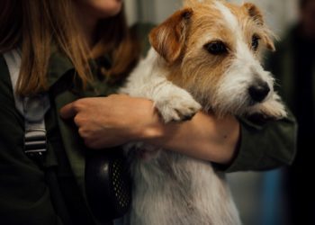 Apriamo le porte anche agli animali domestici ucraini