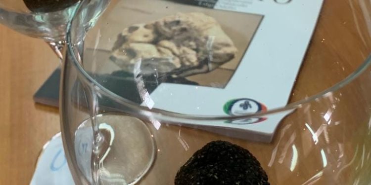 VALORIZZAZIONE DEL TARTUFO CAMPANO