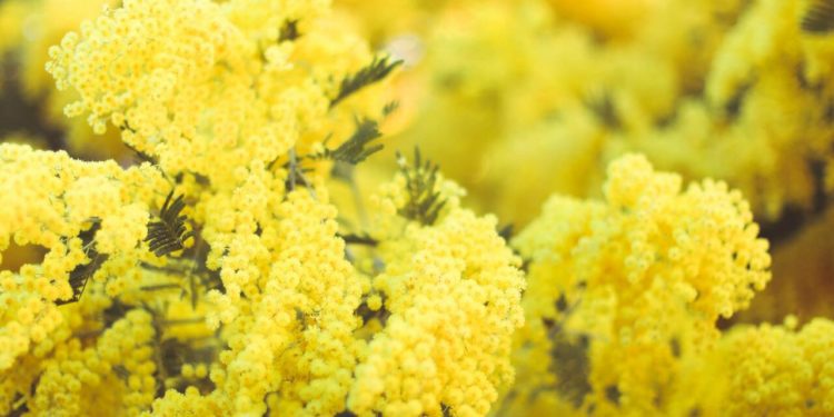 Perché la Festa della Donna si celebra l’8 marzo?