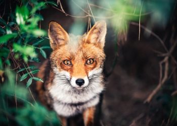 Il rischio di morte per cancro negli animali in cattività