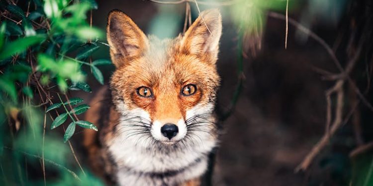 Il rischio di morte per cancro negli animali in cattività